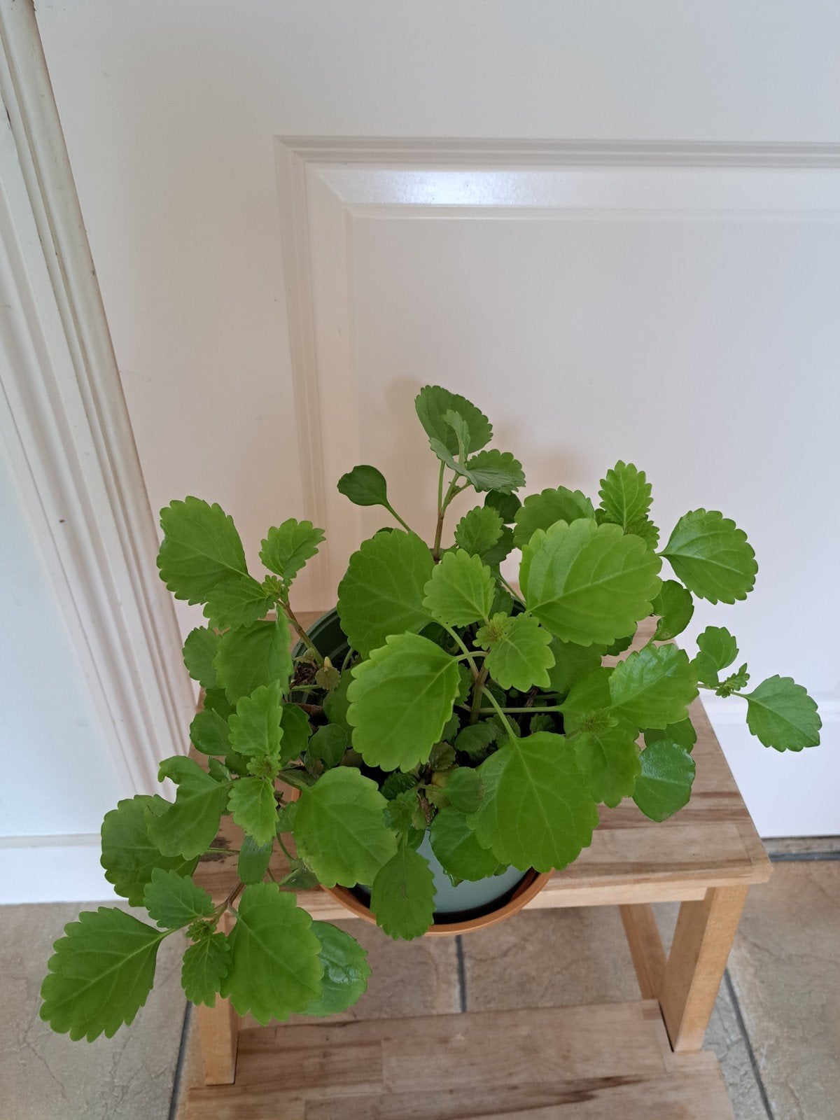 volle hangplant, Ophalen, Halfschaduw, Minder dan 100 cm
