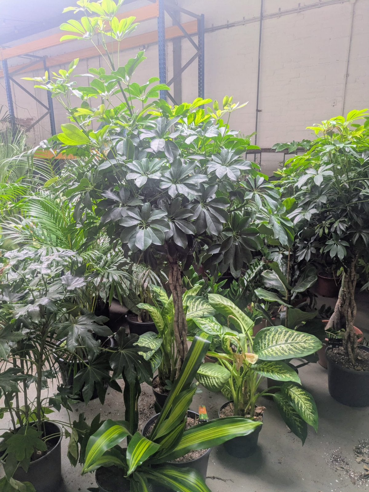 Schefflera compacta 180-200cm, Ophalen, Bloeit niet, Halfschaduw, Overige soorten
