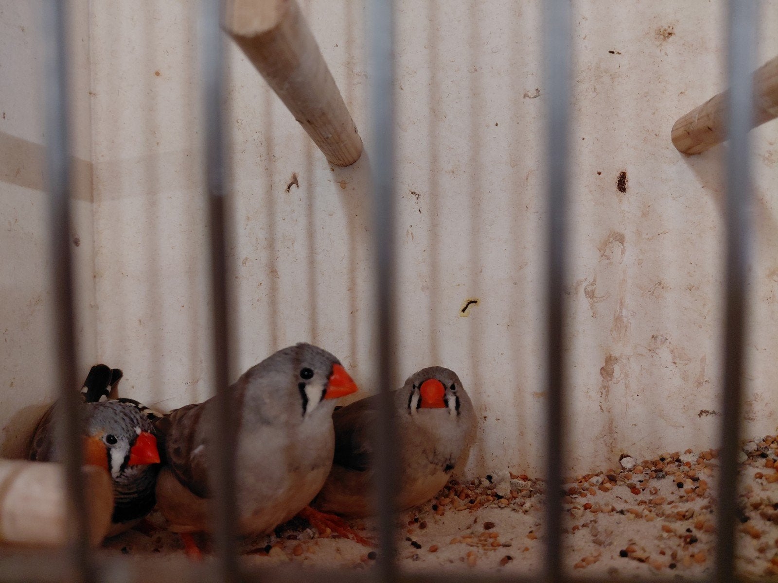 1-2 zebavinken grijs split zwartborst, Meerdere dieren, Tropenvogel
