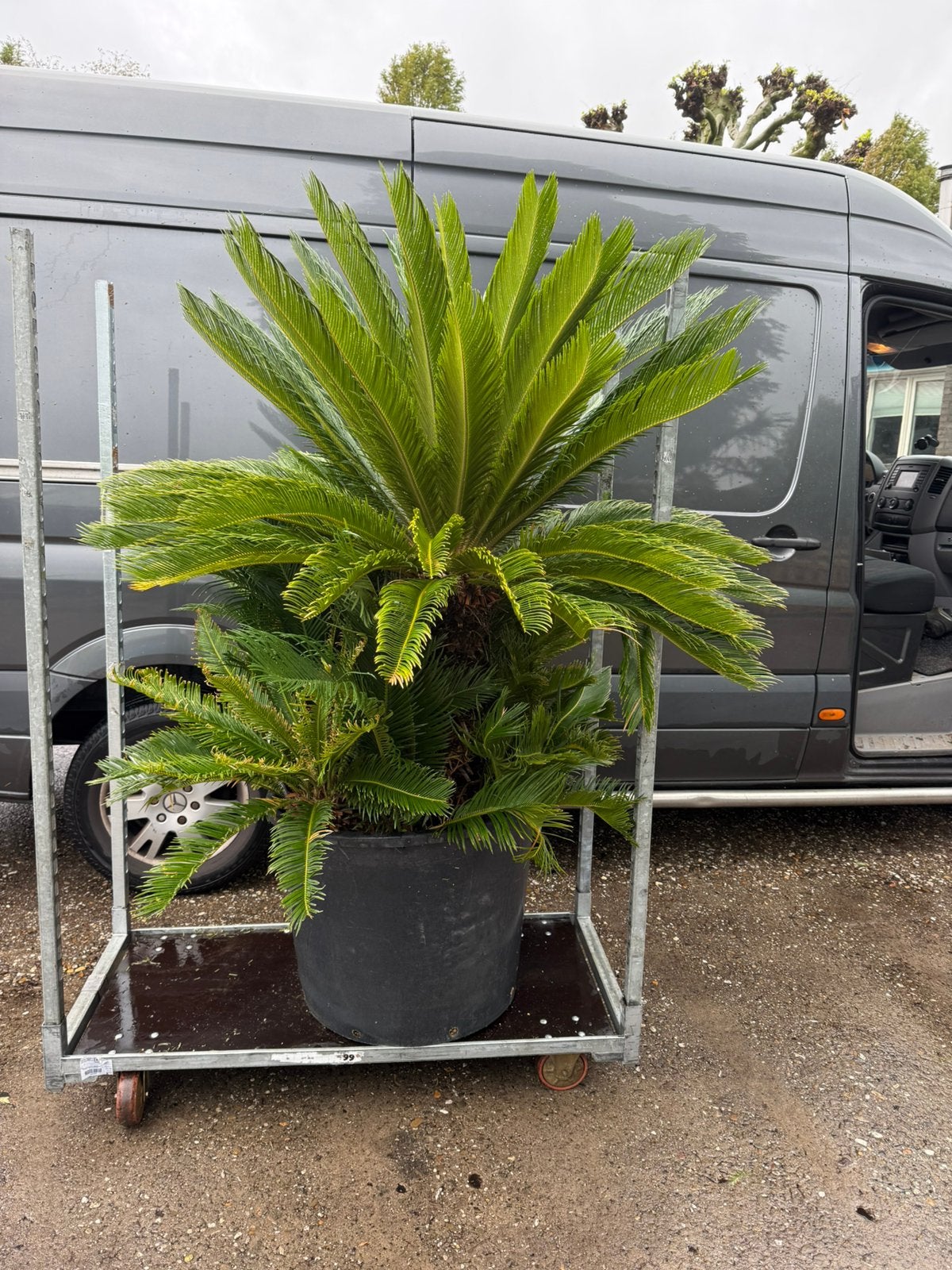 Cuscas revoluta zeer grote plant uniek item prijs, Volle zon, Vaste plant, Bloeit niet, Ophalen