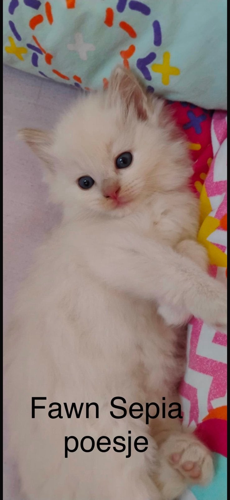 Fawn sepia Ragdoll poesje voor FOK, Poes, Langharig, 0 tot 2 jaar
