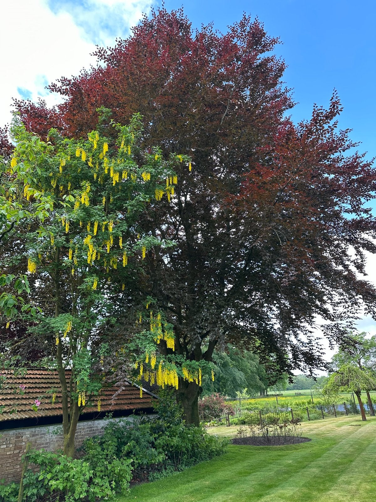 Gezocht: grote beukenboom dit najaar, Tuin en Terras, Overige soorten, Lente, 400 cm of meer, Ophalen
