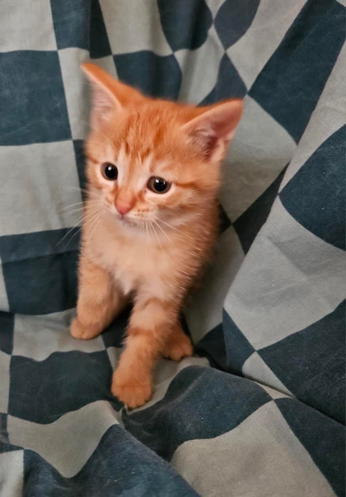 Oranje Boven. Katertje Alex. Mooi en lief, Kater, Kortharig, 0 tot 2 jaar