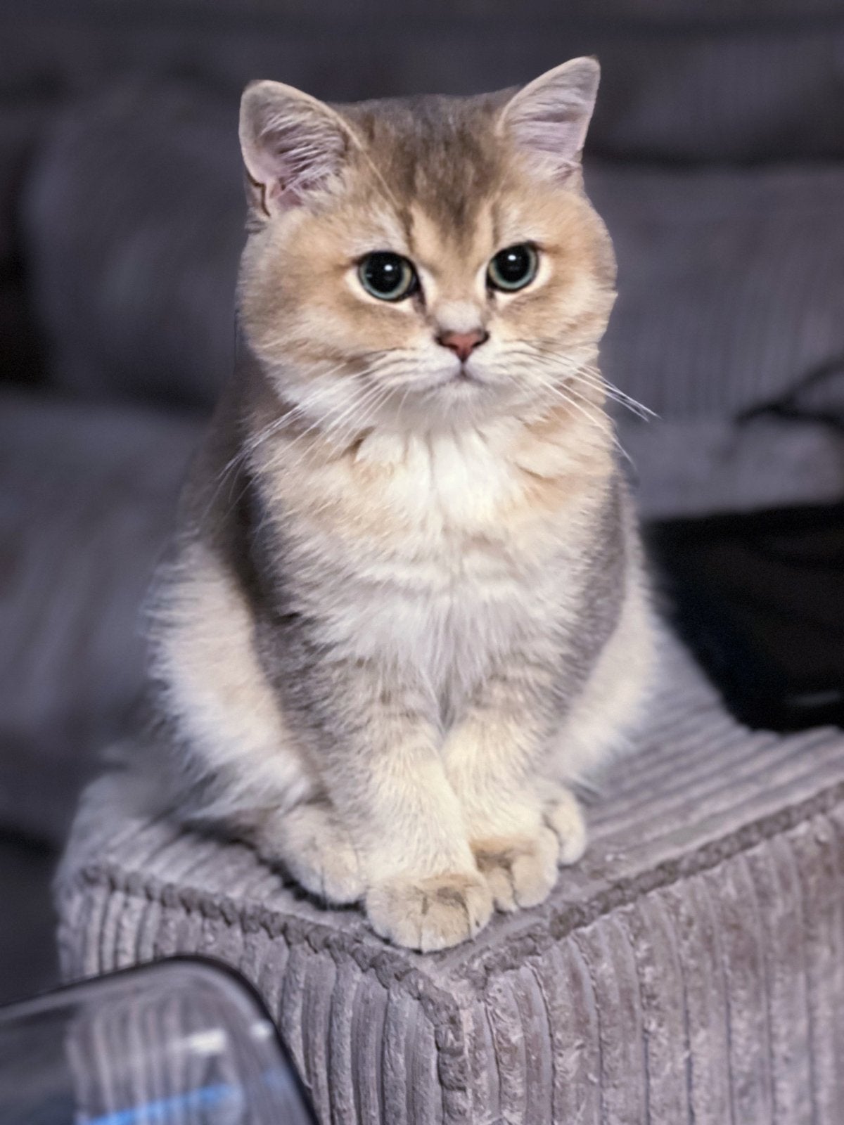 Twee britse korthaar katers zoeken een nieuw thuis., Dieren en Toebehoren, Meerdere dieren, Met stamboom, 0 tot 2 jaar