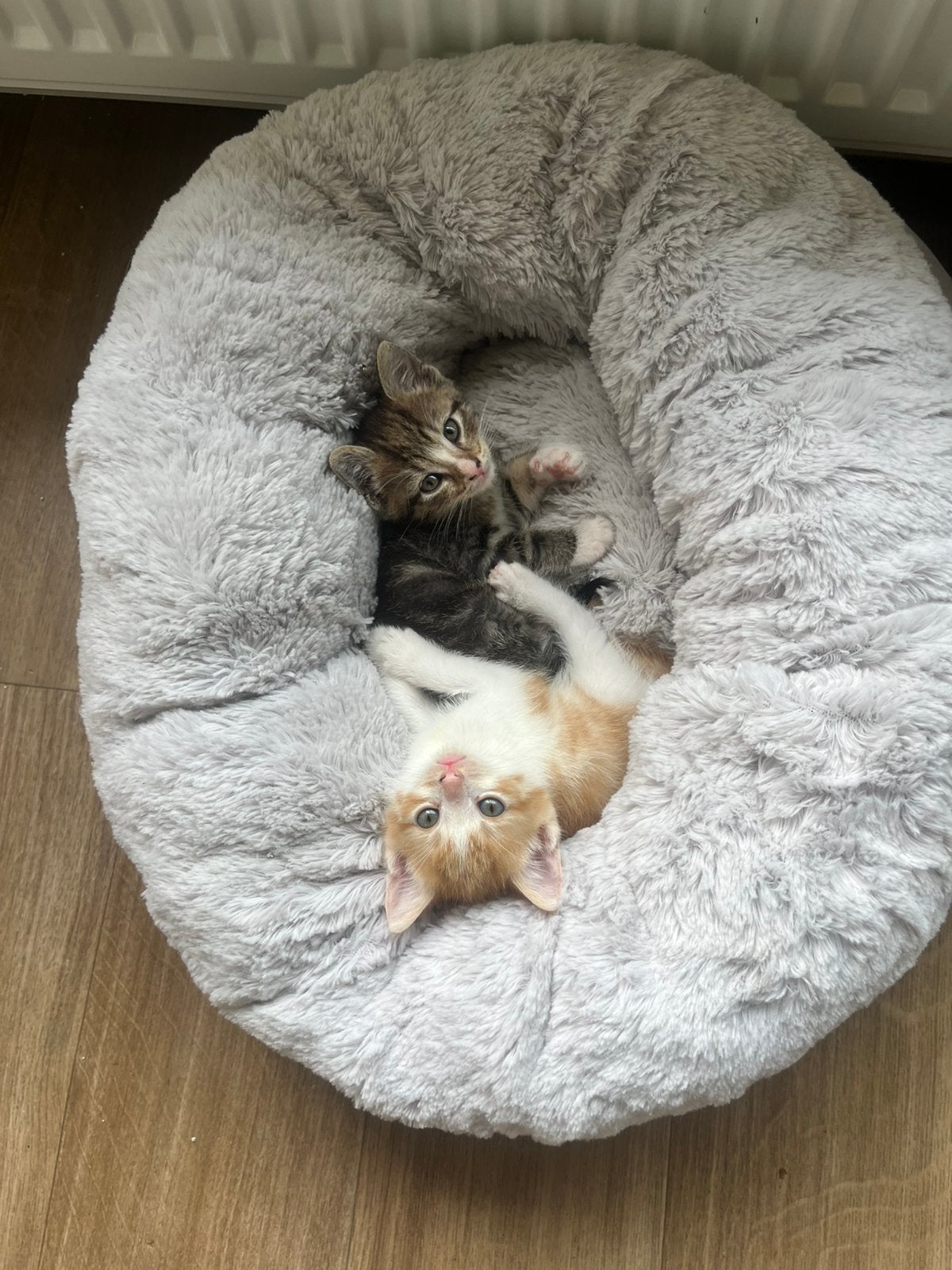 Kittens, Meerdere dieren