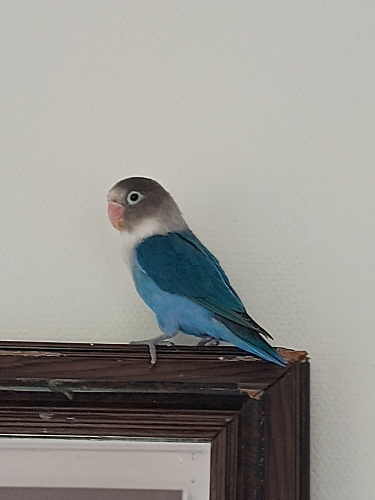 agapornis inclusief kooi, Dieren en Toebehoren, Geslacht onbekend, Dwergpapegaai of Agapornis, Tam