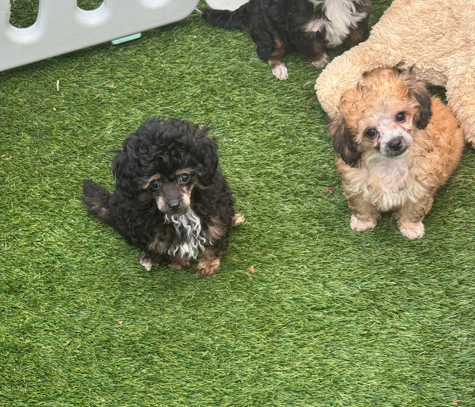Drie toy poedel pupjes, Poedel, Parvo, Reu, 8 tot 15 weken