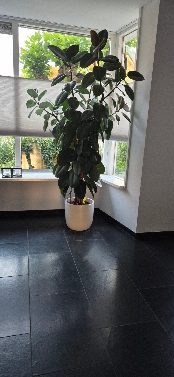 Grote Ficus (zonder pot) gratis afhalen, Ophalen, Ficus, Halfschaduw