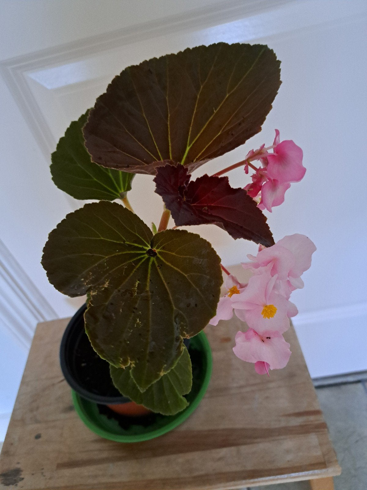 mooie begonia, Ophalen, Halfschaduw, Minder dan 100 cm