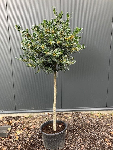 Hulst, Ilex ‘J.C. van Tol’ op stevige stam van 100cm., Lente, 100 tot 250 cm, Ophalen, Volle zon