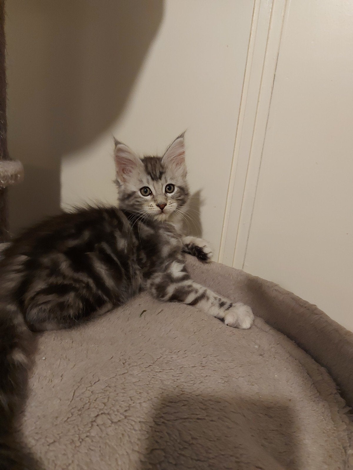 maine coone   kater kittens broertjes, Dieren en Toebehoren, Kater