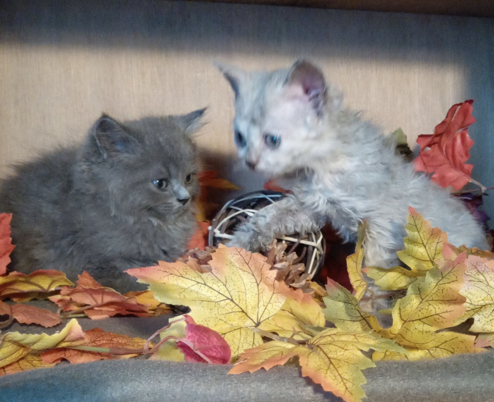 Prachtige Selkirk Rex kittens, Dieren en Toebehoren, Katten en Kittens | Raskatten | Langhaar, Poes, Ontwormd, 0 tot 2 jaar