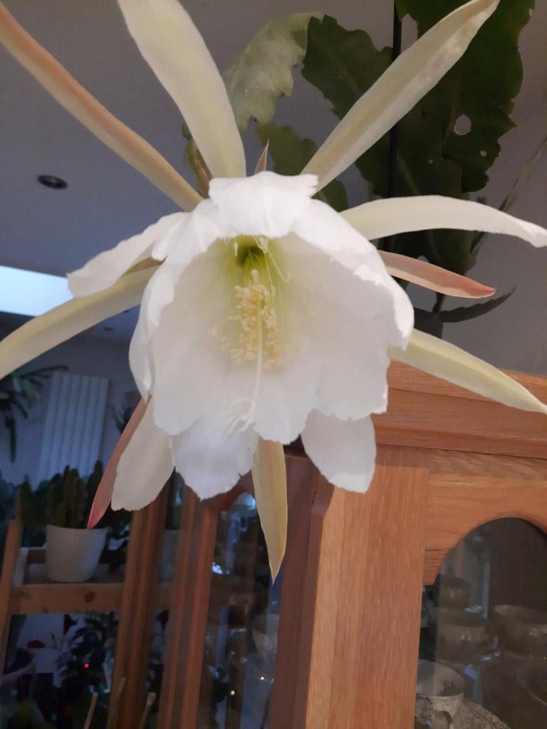 Epiphyllum gestekte planten. Zie de kleuren., Ophalen, Volle zon