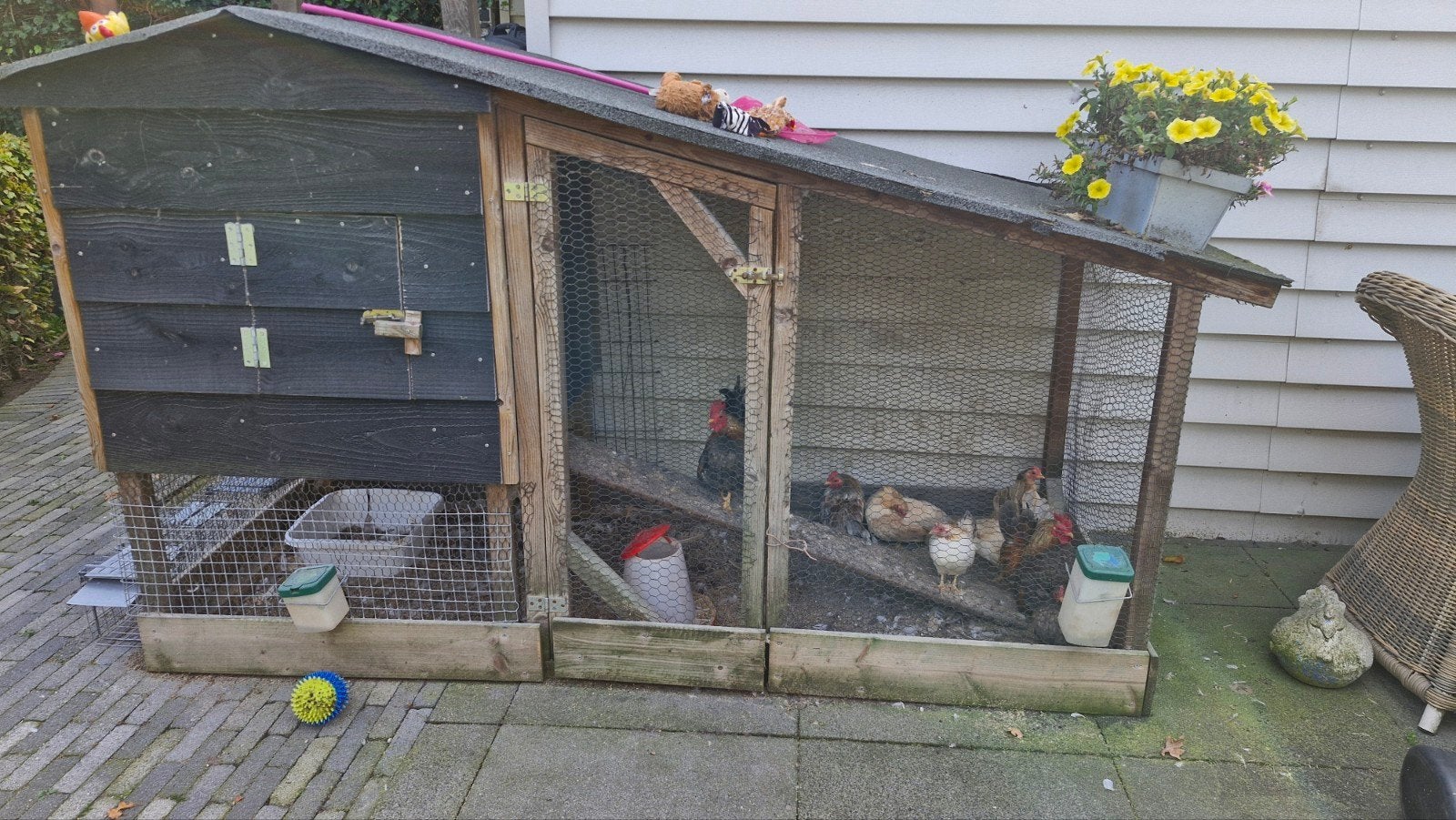 kippenhok met ayam serama kippen, Ophalen of Verzenden, Kippenhok of Kippenren