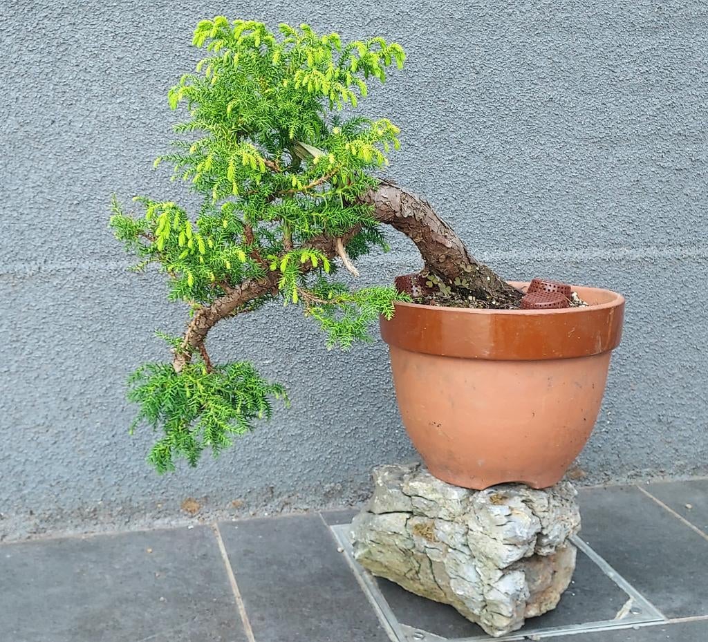 Cryptomeria Japonica bonsai, Tuin en Terras, Planten | Bomen, Bloeit niet, Halfschaduw, Minder dan 100 cm, Overige soorten
