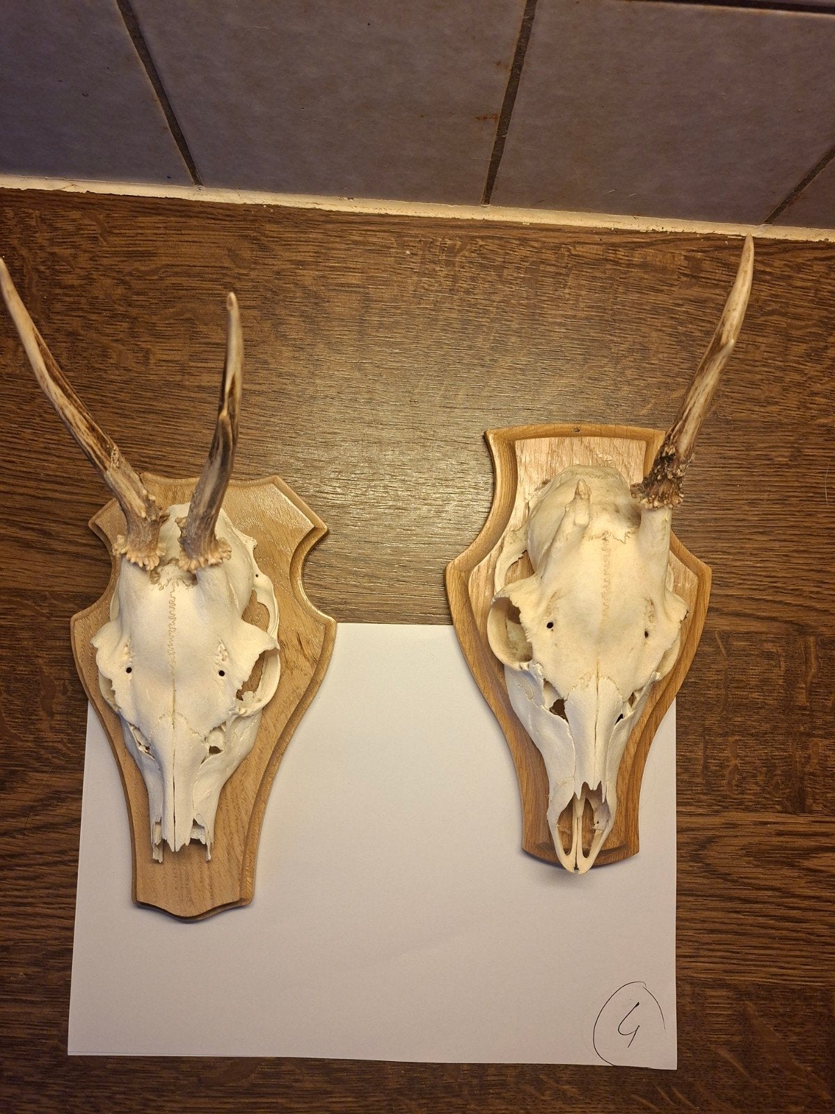 2x Reeënschedel met gewei op houten schild, Ophalen of Verzenden, Hert, Schedel