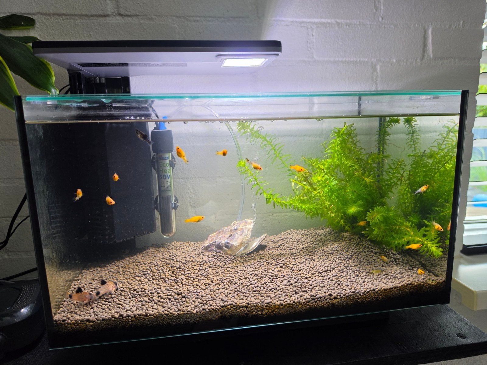 superfish quadro 40 pro led aquarium, Dieren en Toebehoren, Ophalen, Zo goed als nieuw, Leeg aquarium