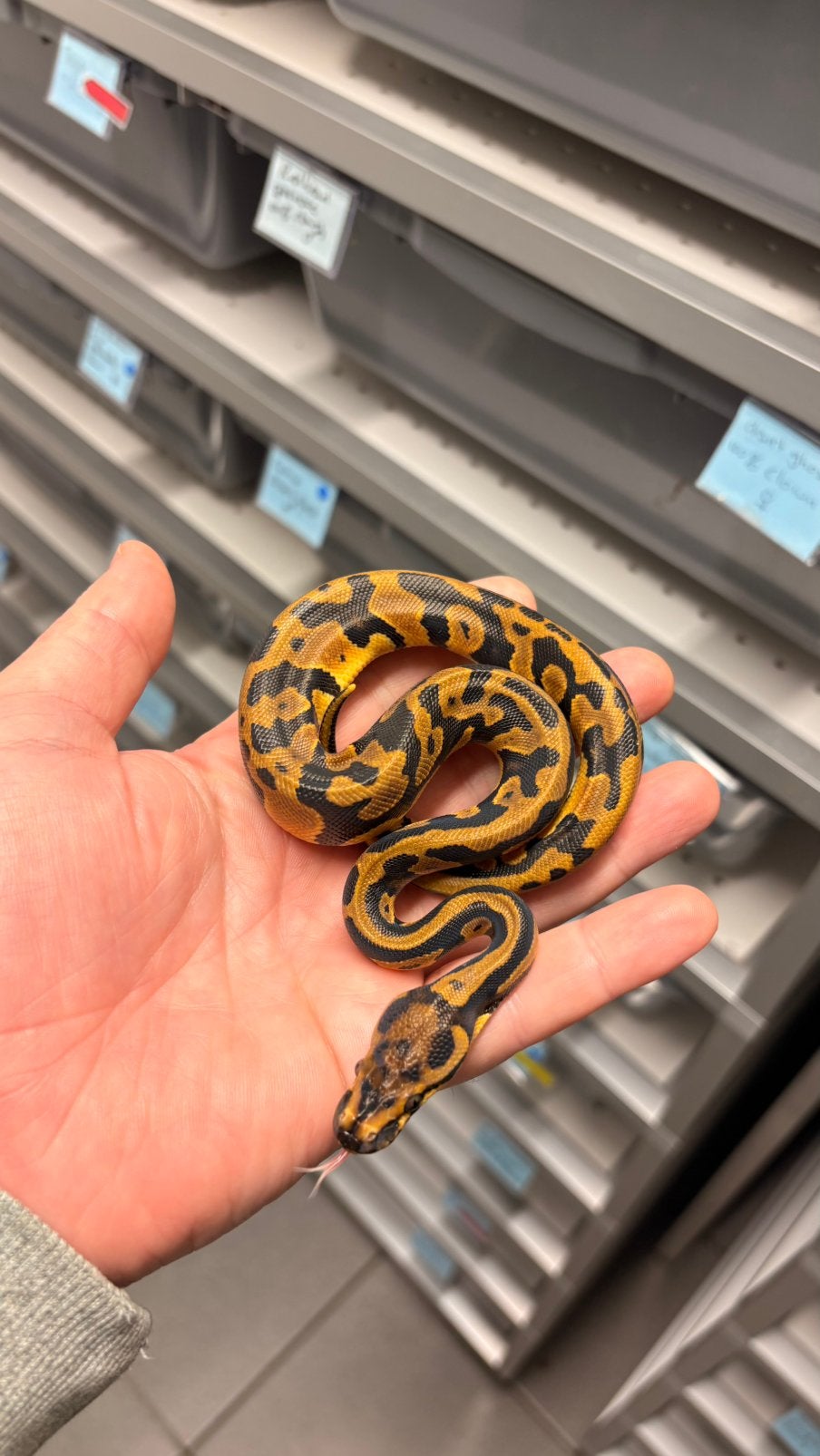 0.1 confusion orange dream 100% clown ball python