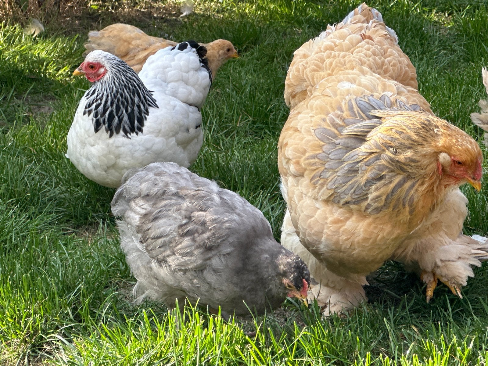 Brahma kriel haantje blauw, Dieren en Toebehoren