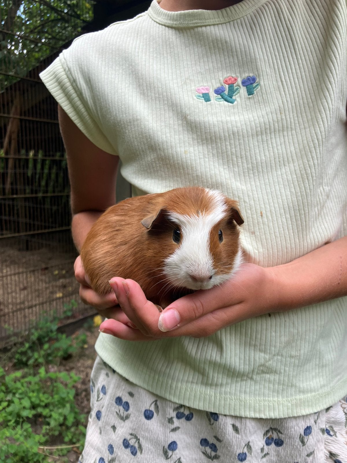 Mannetjes cavia, Dieren en Toebehoren, Cavia, Juni, Mannelijk, Tam