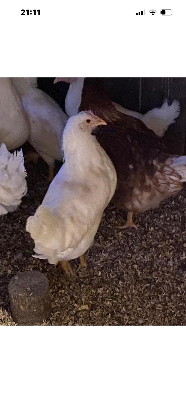 Leghennen Leg kippen Legkippen tus 20/25 wk oud incl enting, Dieren en Toebehoren, Vrouwelijk, Kip