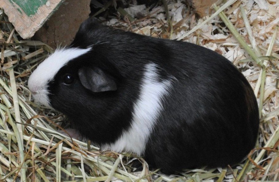 GEZOCHT zwart wit gladhaar zeugje zie informatie, Dieren en Toebehoren, Knaagdieren, Cavia, Augustus, Vrouwelijk, Tam