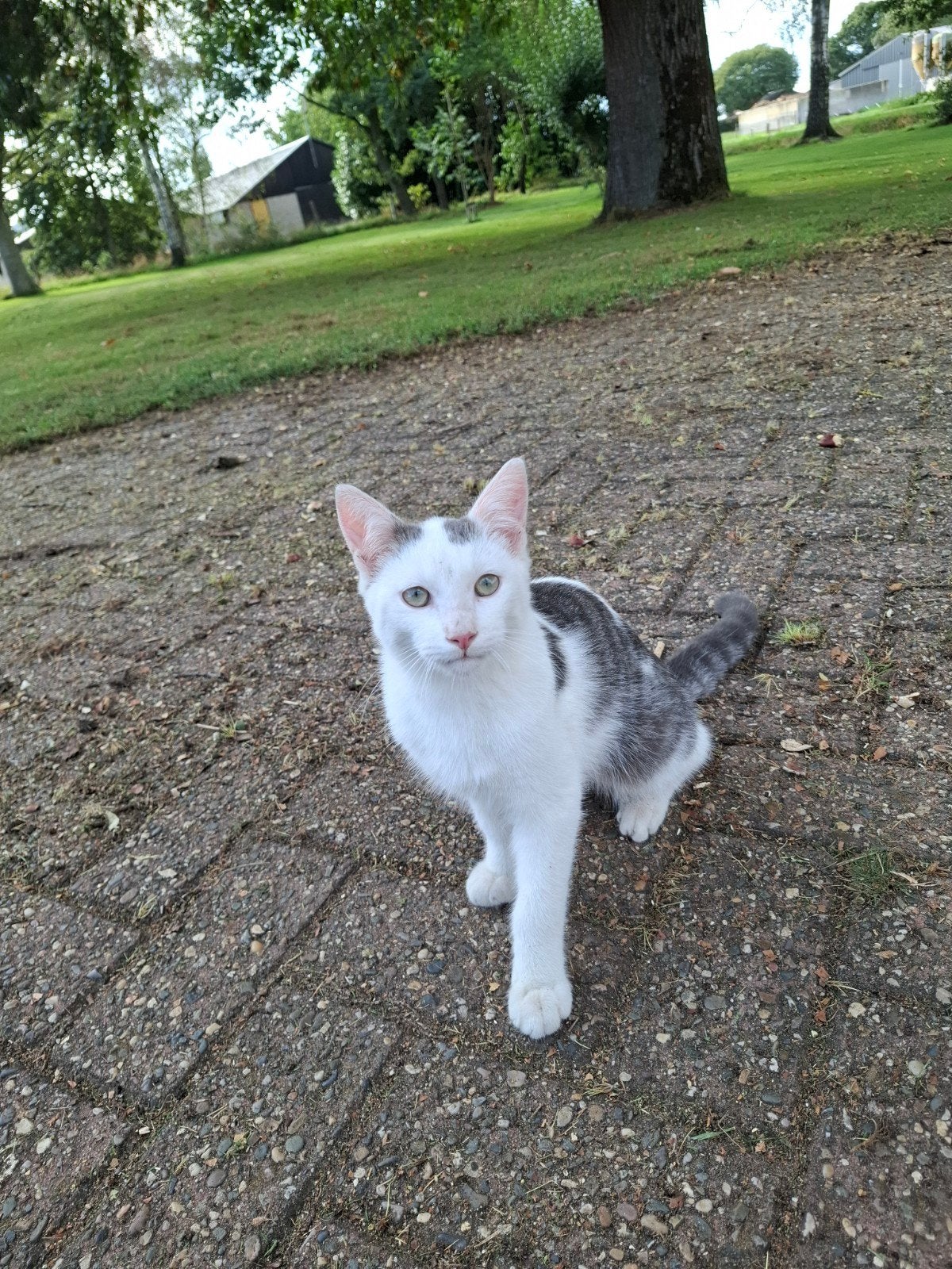 Boerderijkatje, 5 mnd oud., Kater, Kortharig, 0 tot 2 jaar