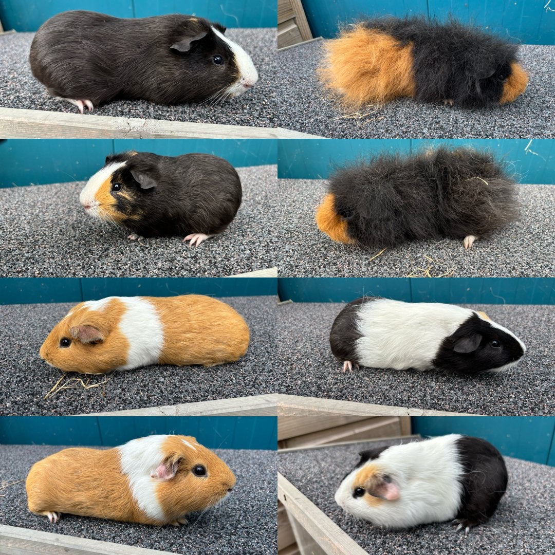 4 cavia beren, verschillende leeftijden, Dieren en Toebehoren, Cavia, Mannelijk, Januari, Tam