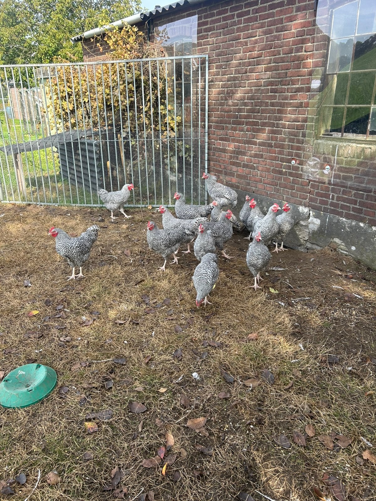Noord Hollandse Blauwe Hanen, Dieren en Toebehoren, Mannelijk, Kip