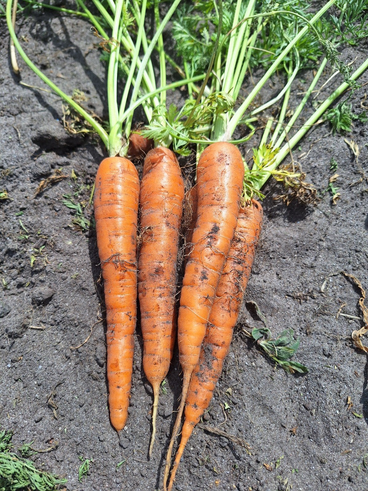 Biologische Winterpeen, Ophalen of Verzenden