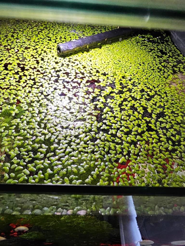 Drijfplantjes voor aquarium  te koop, Ophalen of Verzenden