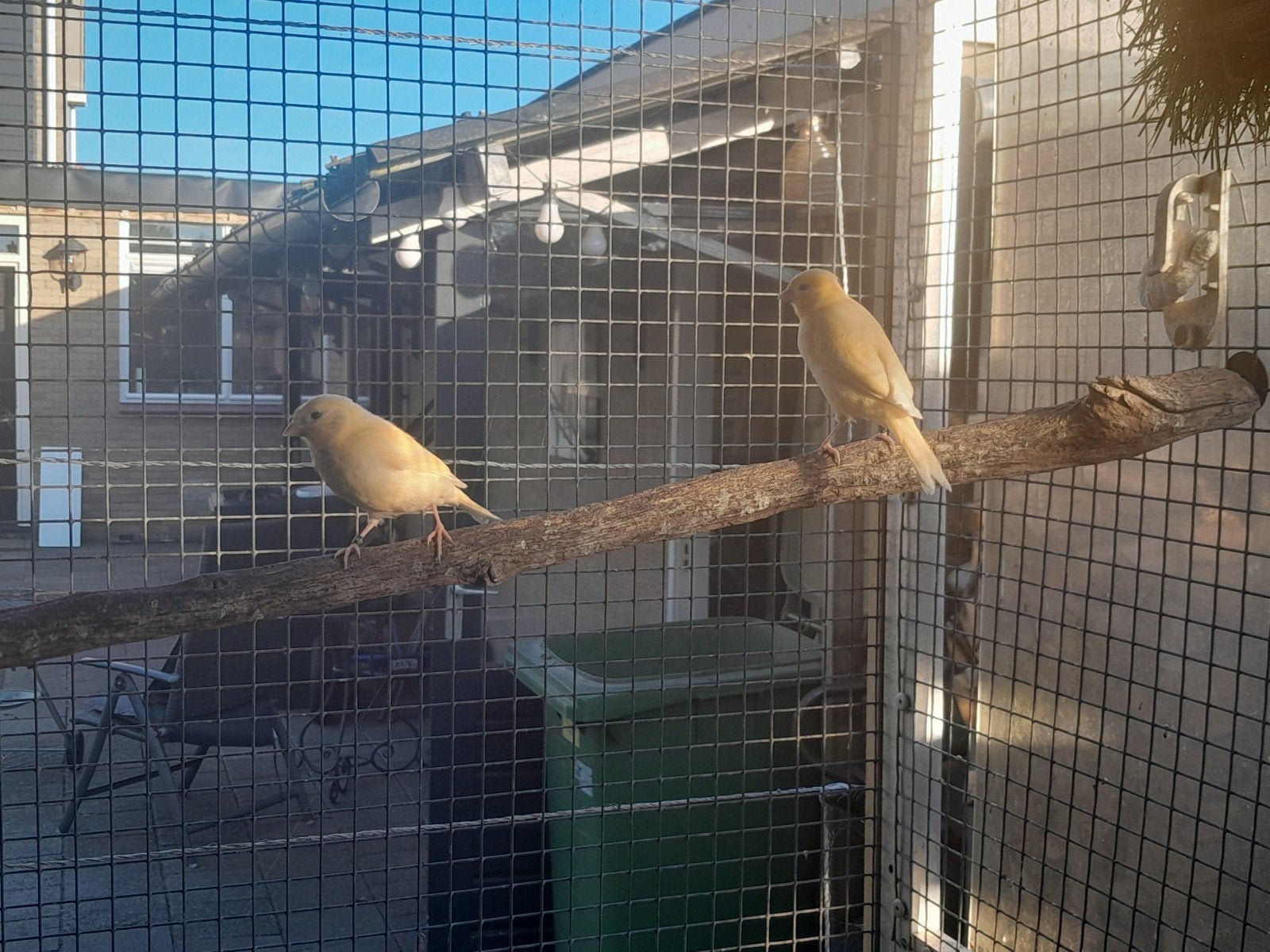 3 jonge kanaries te koop, Dieren en Toebehoren, Meerdere dieren, Kleurkanarie