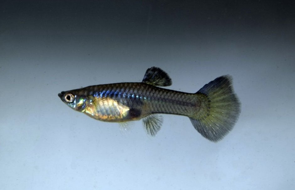 Laatste High Grade Blue Moscow Guppy Vrouwtje! (€1), Dieren en Toebehoren, Vis