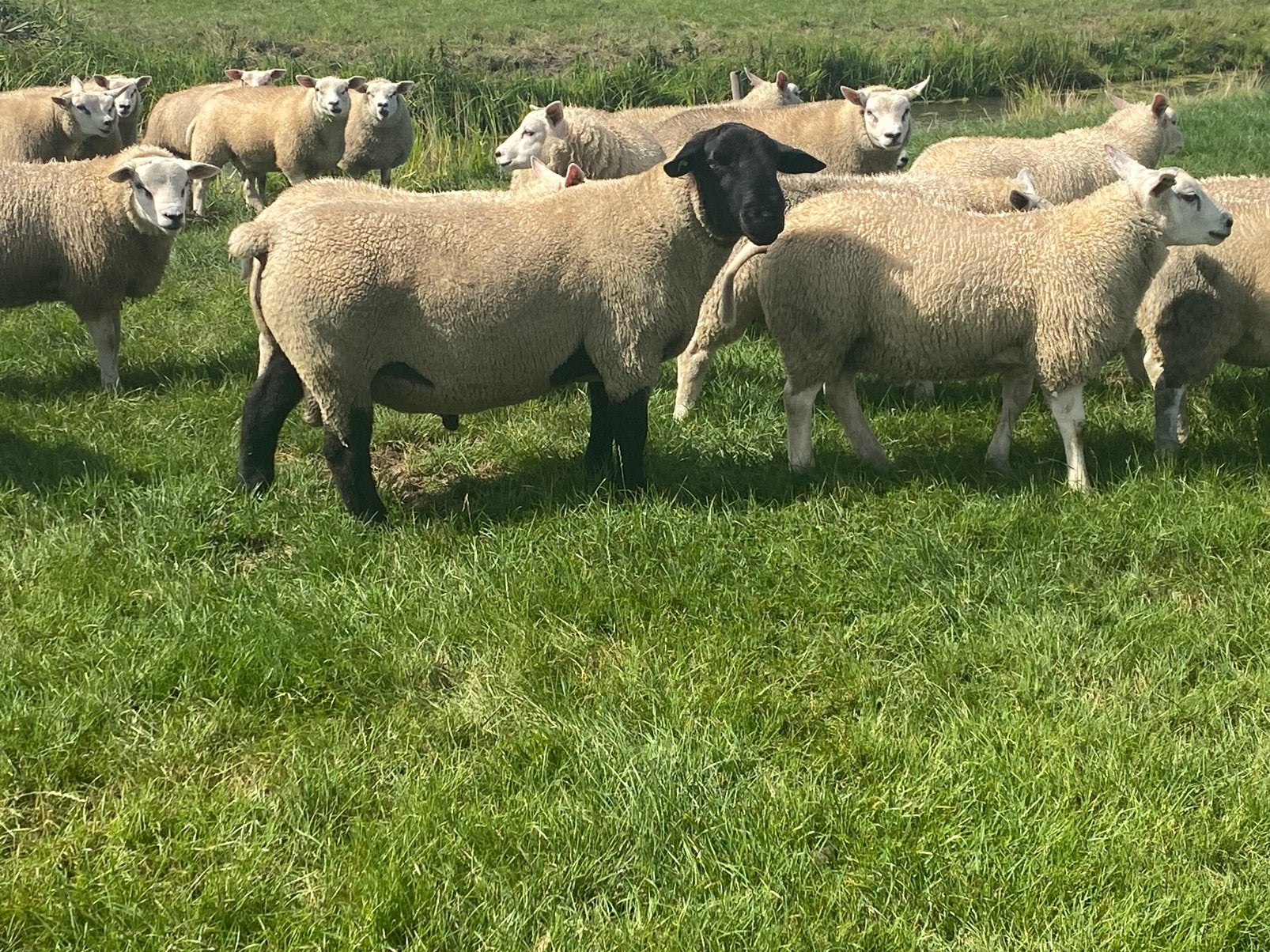 Suffolk ram, Mannelijk, Schaap, 0 tot 2 jaar