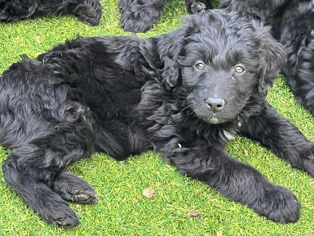 Doodle pups, mogen 13 mei verhuizen!!, Dieren en Toebehoren, Honden | Retrievers, Spaniëls en Waterhonden, Parvo, Overige rassen