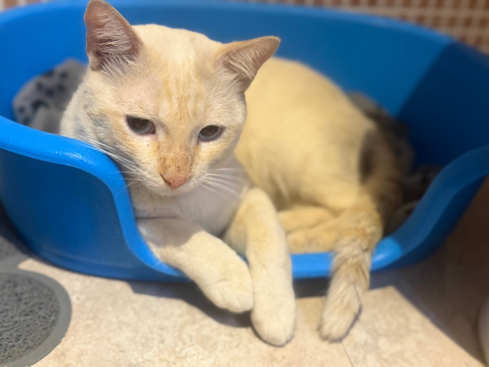 Mooie Red Point Siamees, Dieren en Toebehoren, Kater, Gechipt