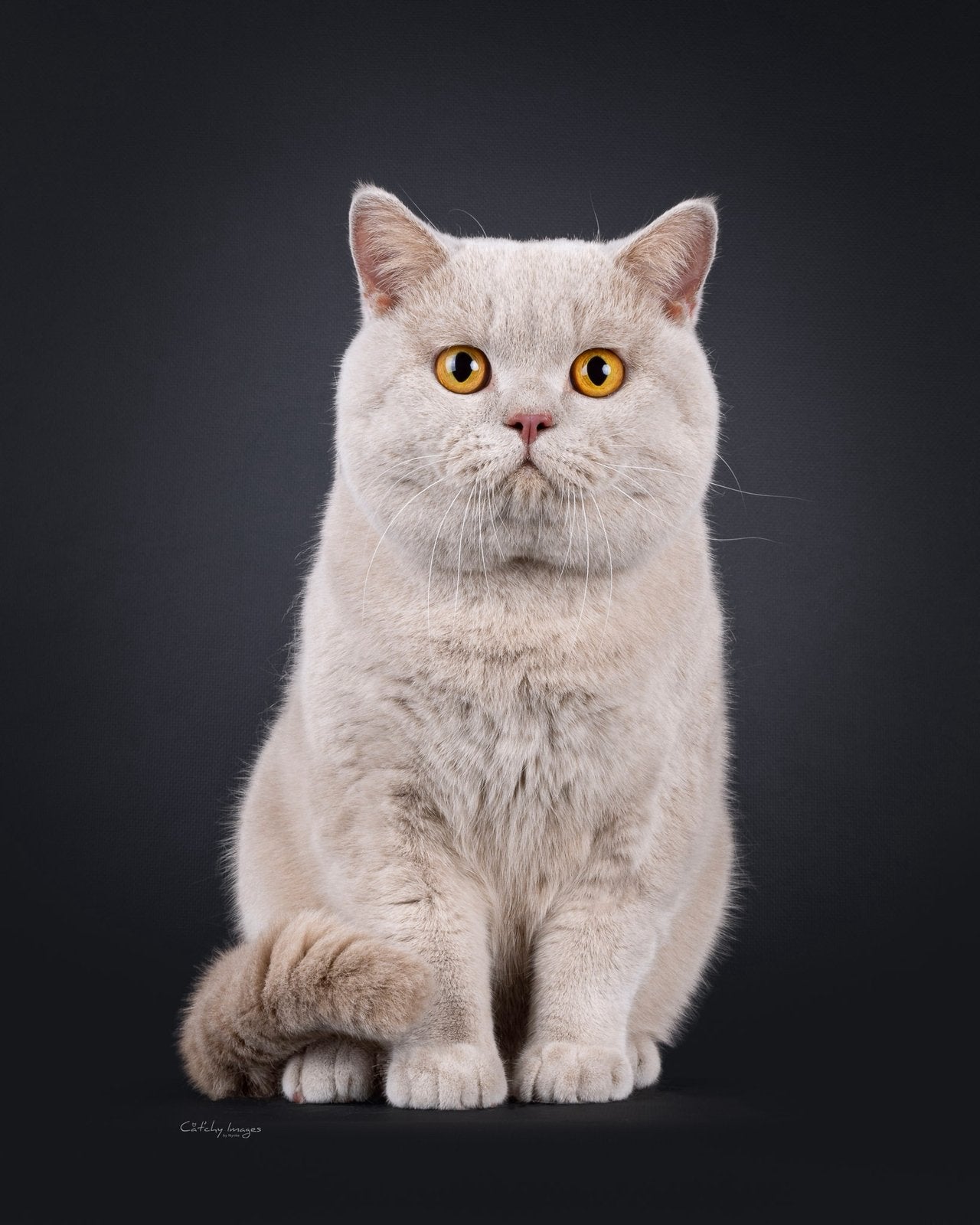 Britse korthaar dekkater fawn met stamboom, Dieren en Toebehoren, 0 tot 2 jaar