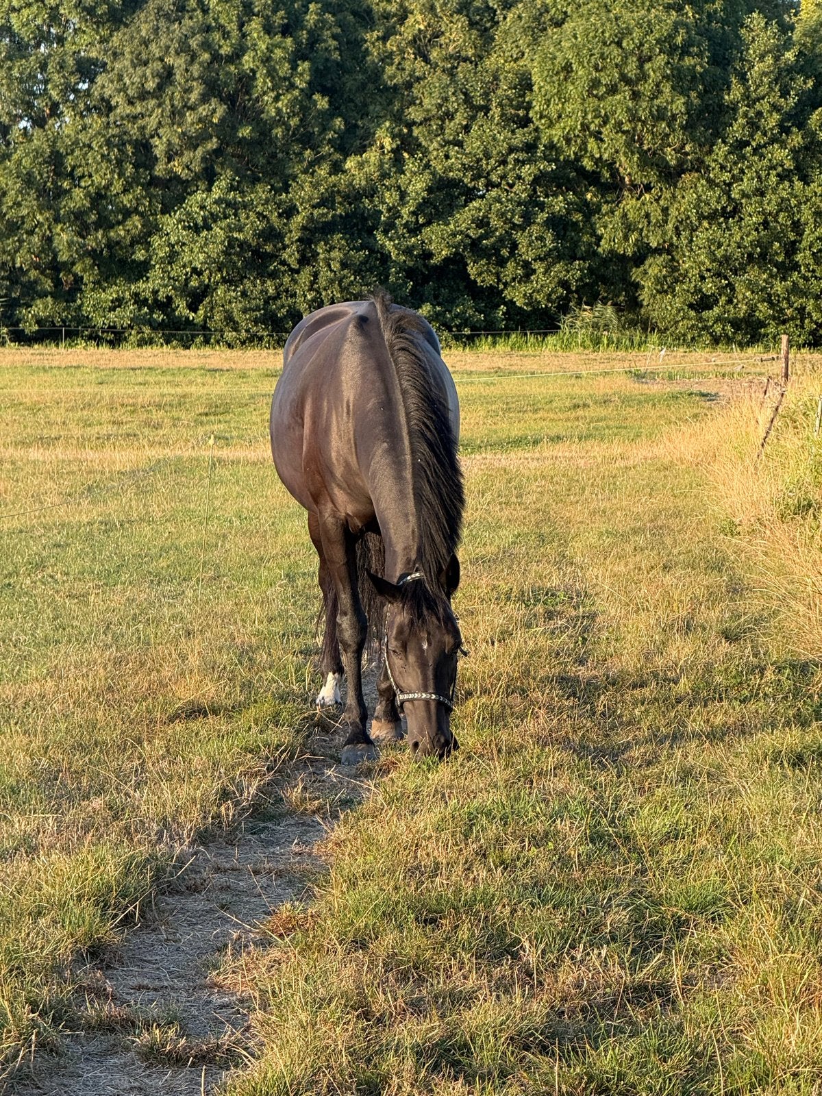 Lief en sociaal weidemaatje zoekt fijne plek, Dieren en Toebehoren, Paarden, Merrie, 160 tot 165 cm, Recreatiepaard, 11 jaar of ouder
