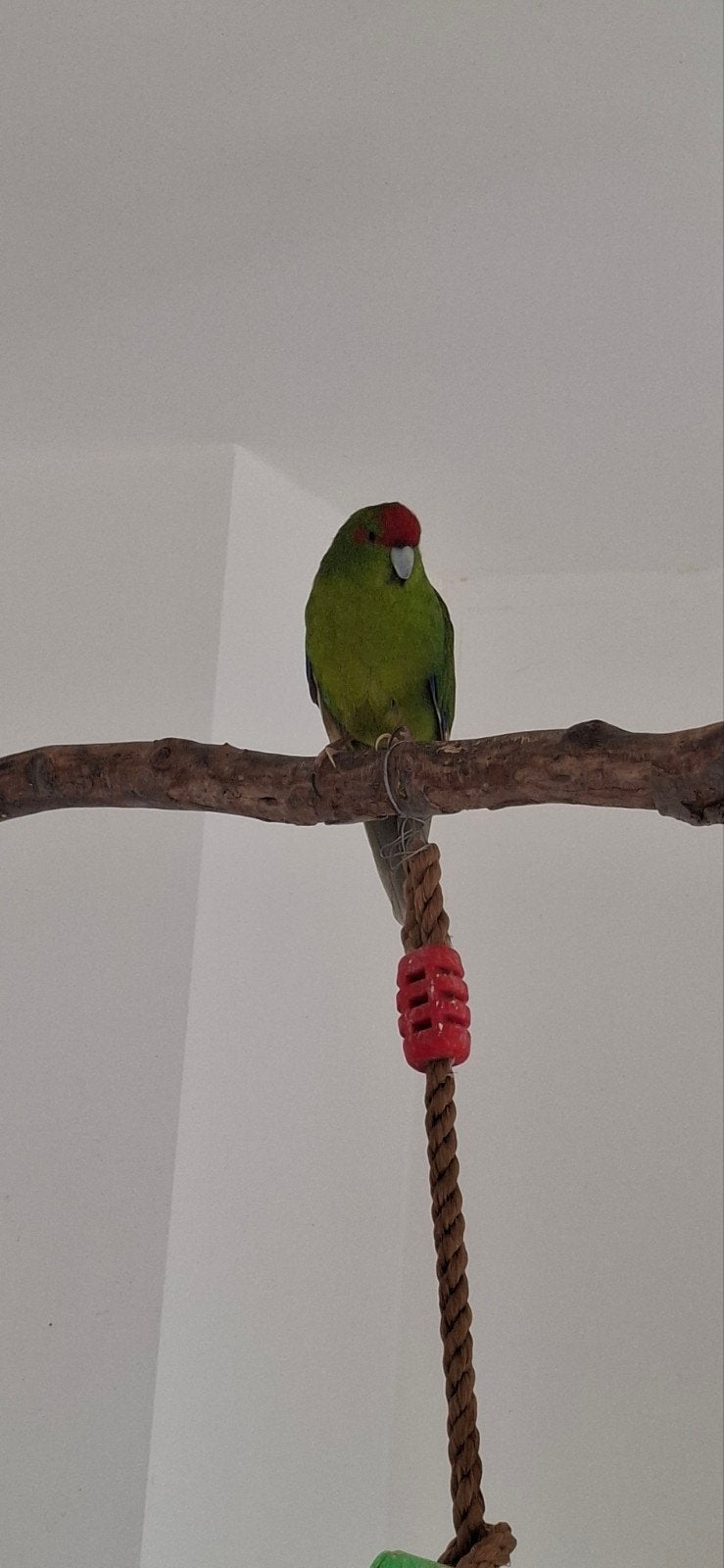 Kakariki dame gezocht> 1 jaar, Vrouwelijk