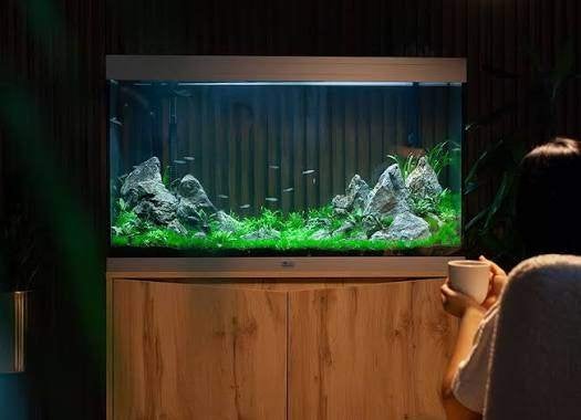 Gezocht: Aquarium en/of vissen, Vis, Zoetwatervis