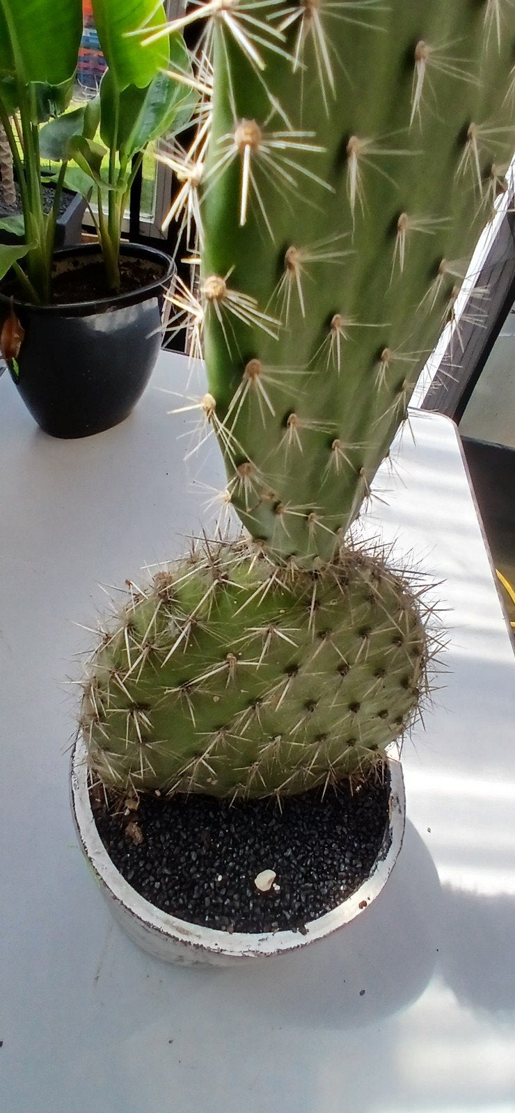 Grote Opuntia Cactus in Pot - Unieke Vorm, Ophalen