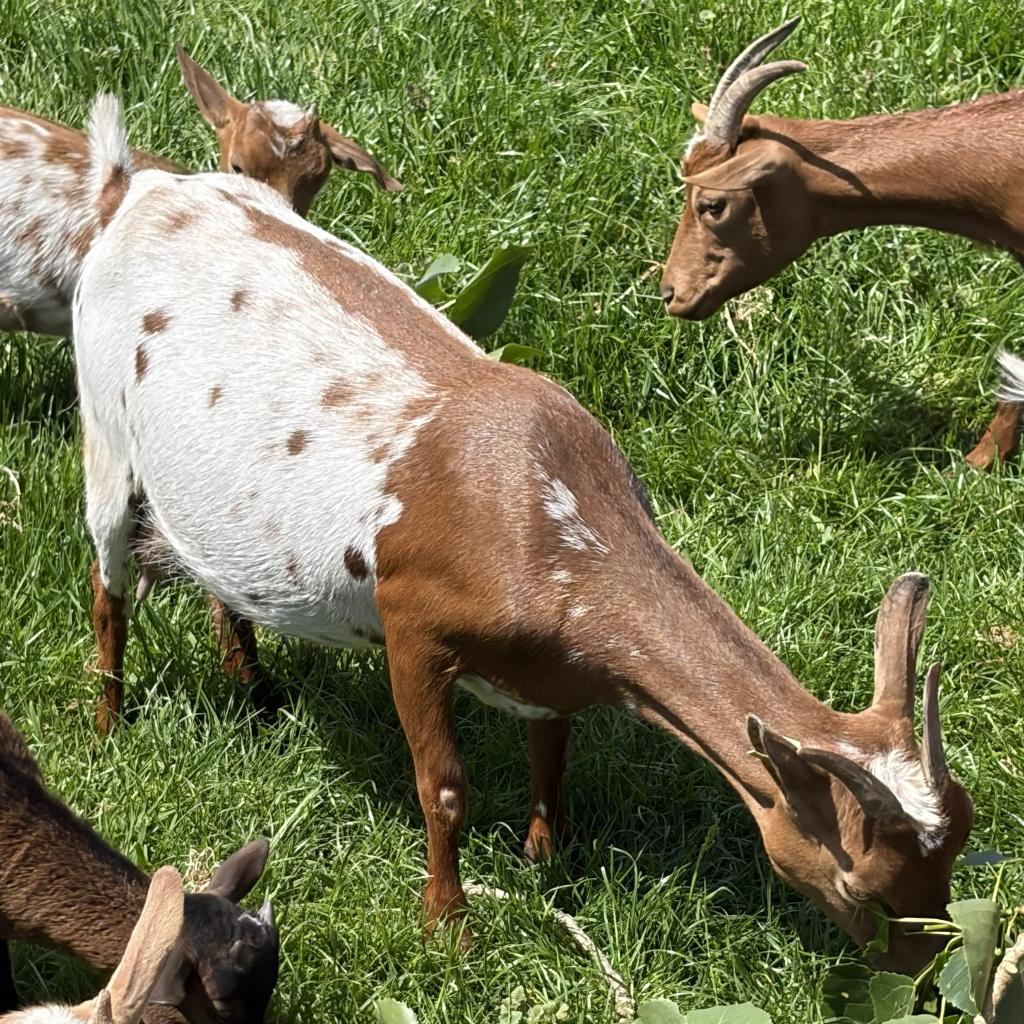 Dwerggeit met lammetjes, Dieren en Toebehoren, Meerdere dieren, Geit, 0 tot 2 jaar