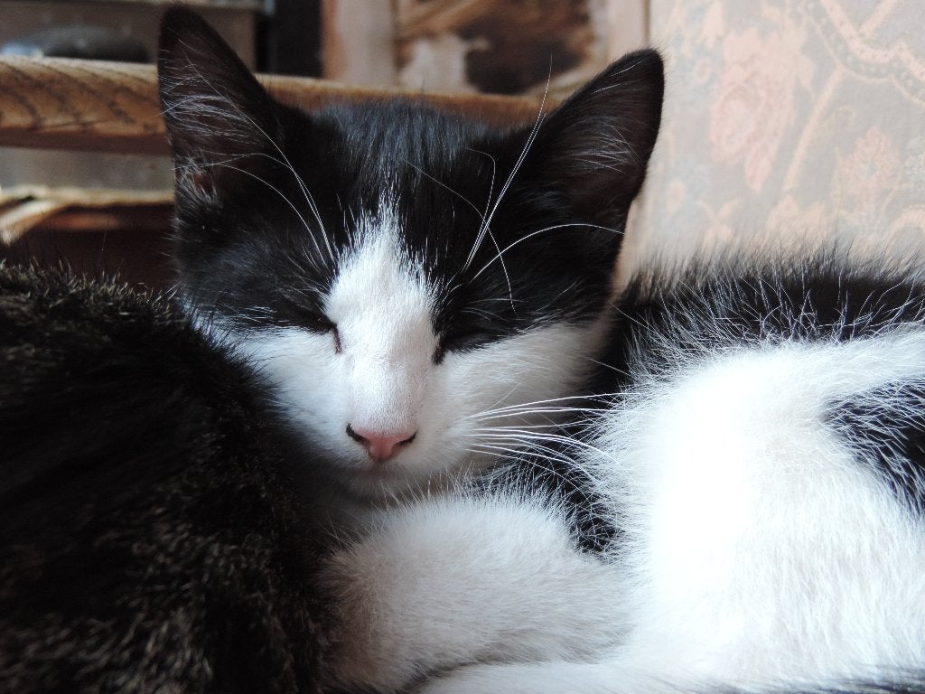 Mooie kittens, gevaccineerd en gechipt, Meerdere dieren, Kortharig, 0 tot 2 jaar