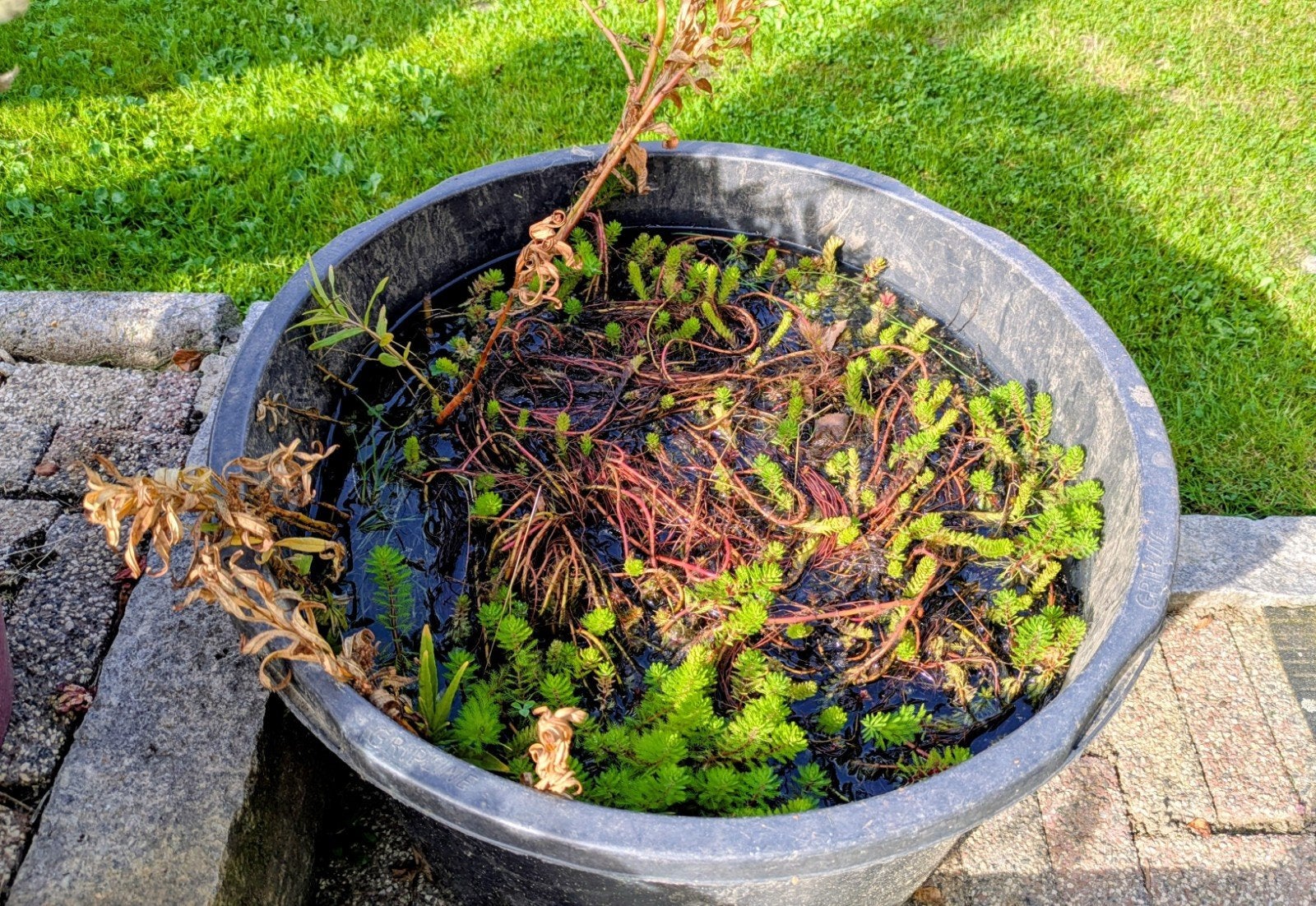 Waterplanten uit eigen vijver, Ophalen, Nieuw