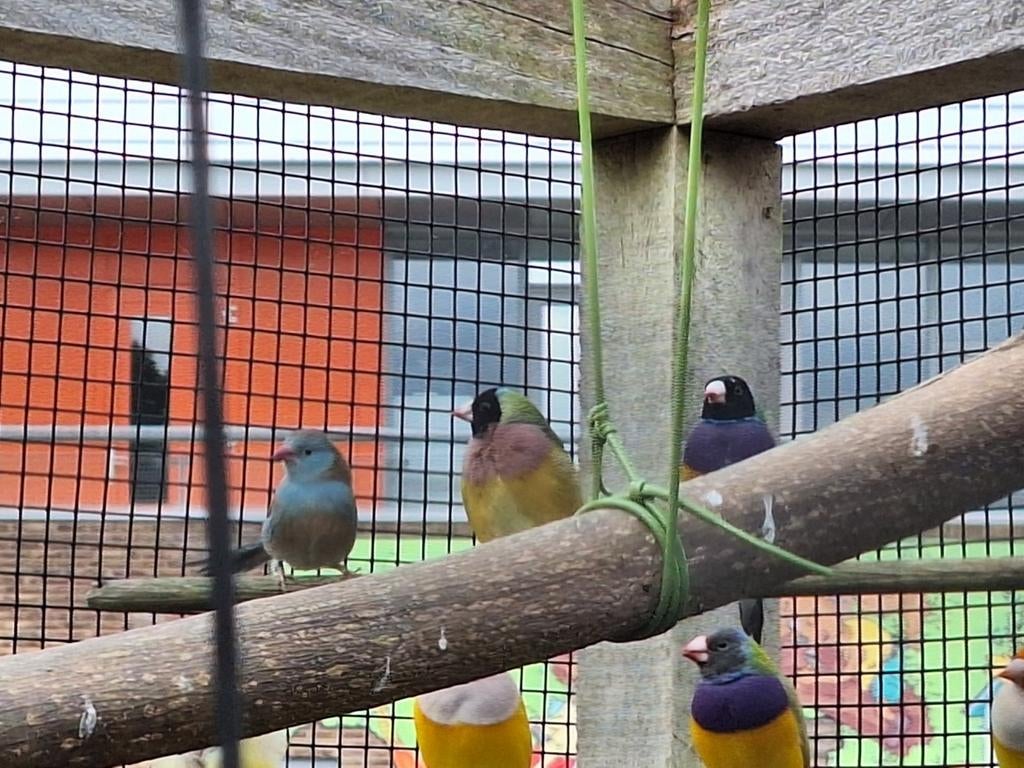 Gouldamadine,  blauwfazantje, roodkop papegaaiamadine, binse, Dieren en Toebehoren, Vogels | Kanaries, Meerdere dieren, Kleurkanarie