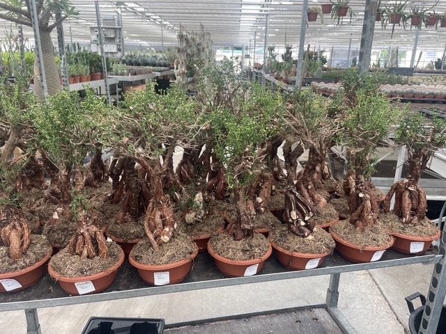 Caudex plant Mestoklema Elata Zuid Afrika 17 cm pot, Overige soorten, Ophalen of Verzenden, In pot, Minder dan 100 cm