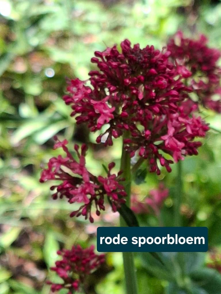 Rode spoorbloem, Ophalen, Overige soorten, Volle zon