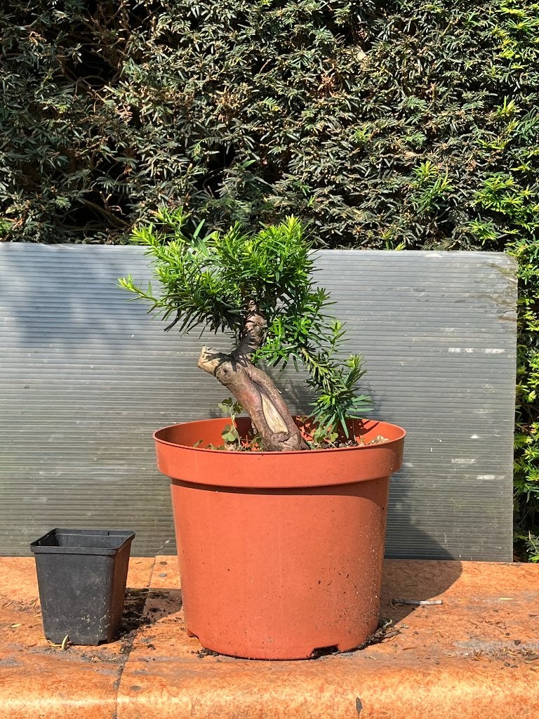 Bonsai starter taxus, Bloeit niet, Halfschaduw, Overige soorten, Minder dan 100 cm