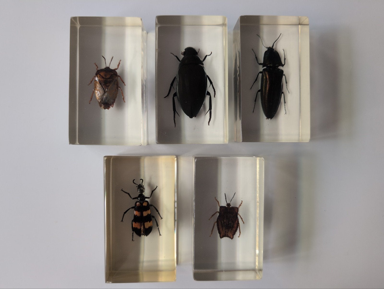 5 insecten in hars, Ophalen of Verzenden