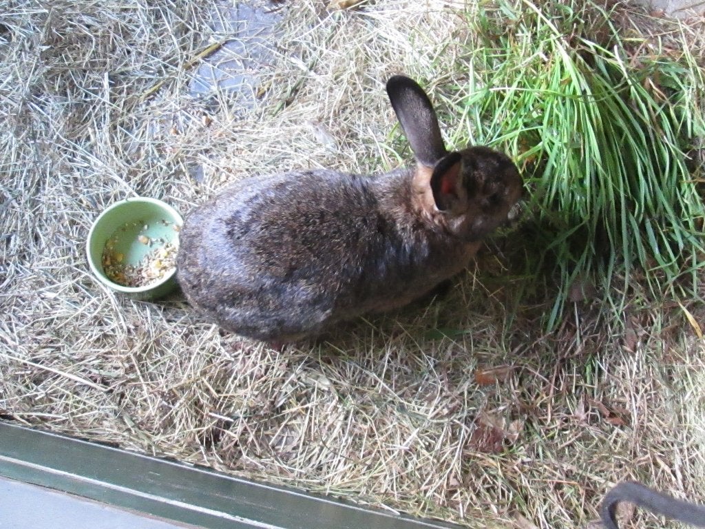 moeder konijn +6 jongen zijn 3wk zijn uit de nest  25euro, Meerdere dieren, Middelgroot, 0 tot 2 jaar